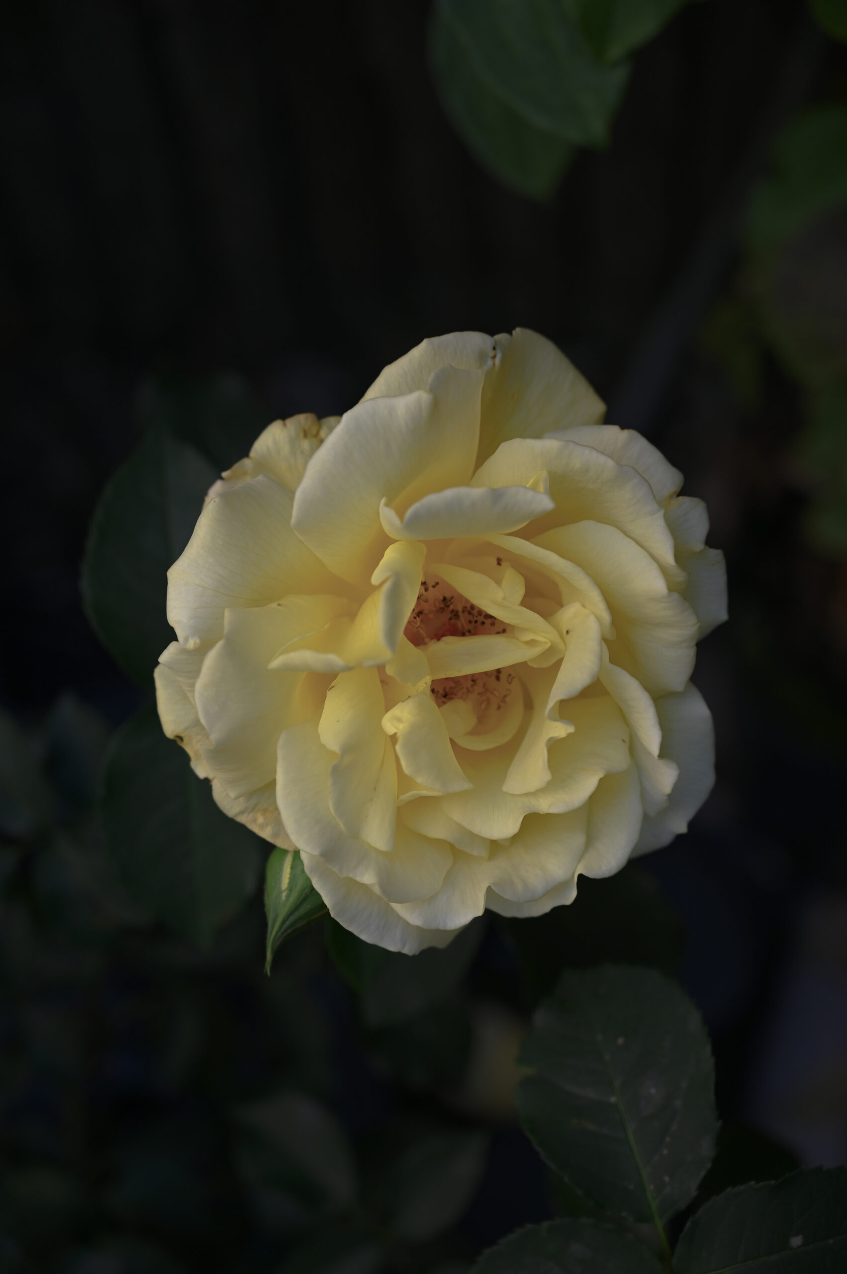 PHOTOGRAPHY ART PRINT ∙ YELLOW ROSE - Image 2
